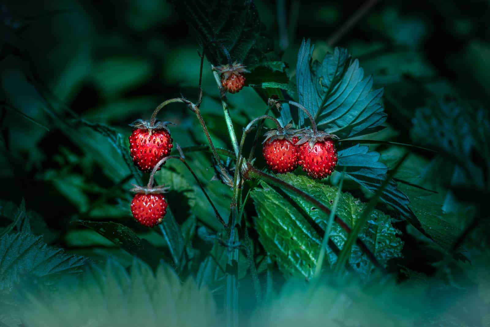 Erdbeeren